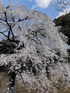 IMG_2704.jpeg