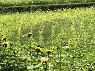 IMG_3146.jpeg
